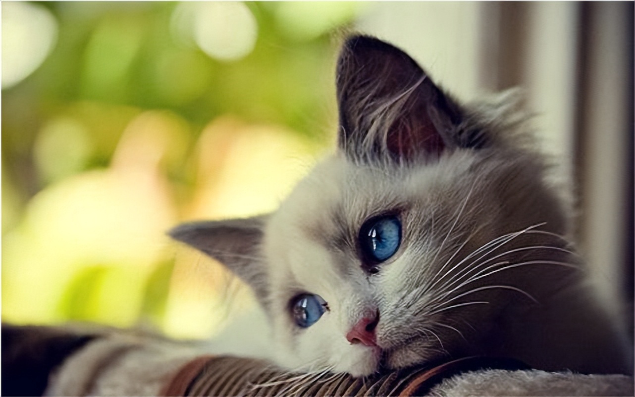 猫咪养久了，劝你别丢，这些后果你承受不了
