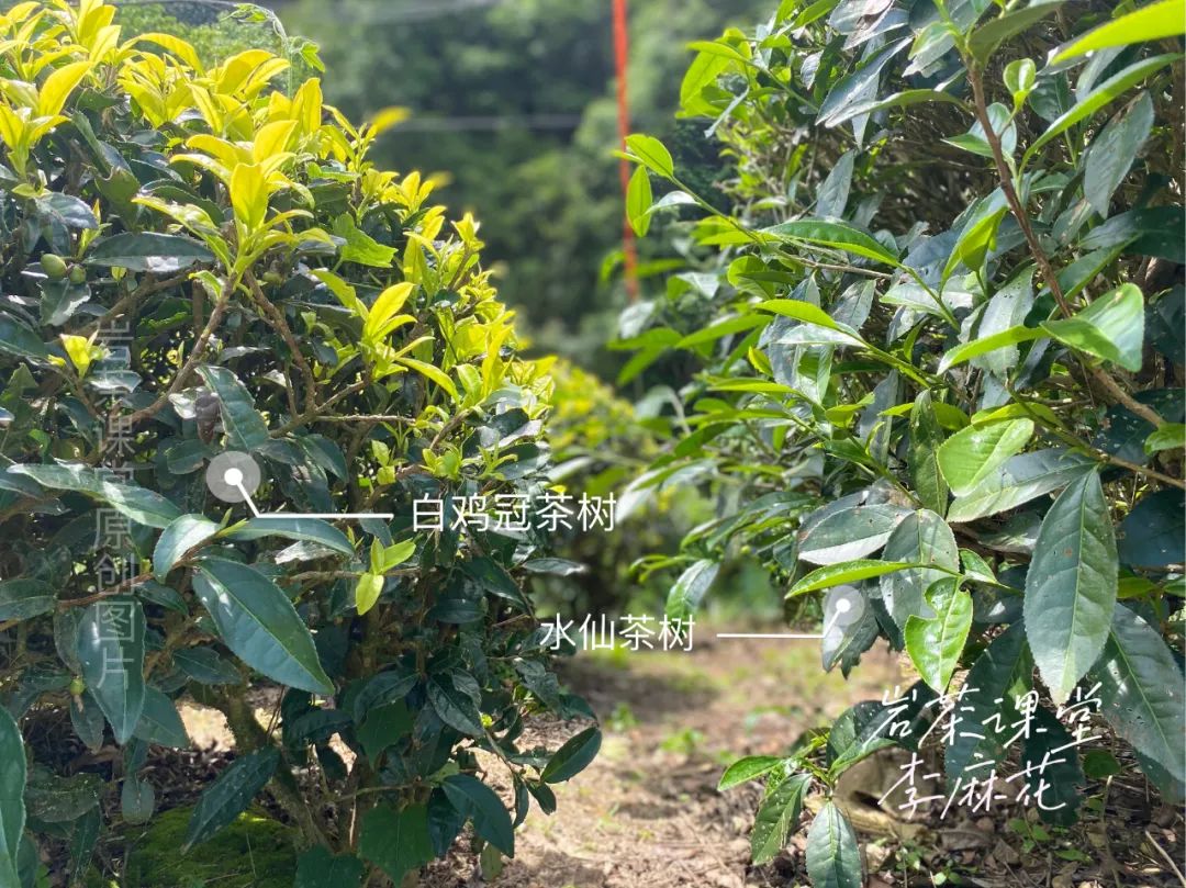 咸味、骨架感、喝起来像油，你永远想象不到，岩茶圈还有多少奇葩