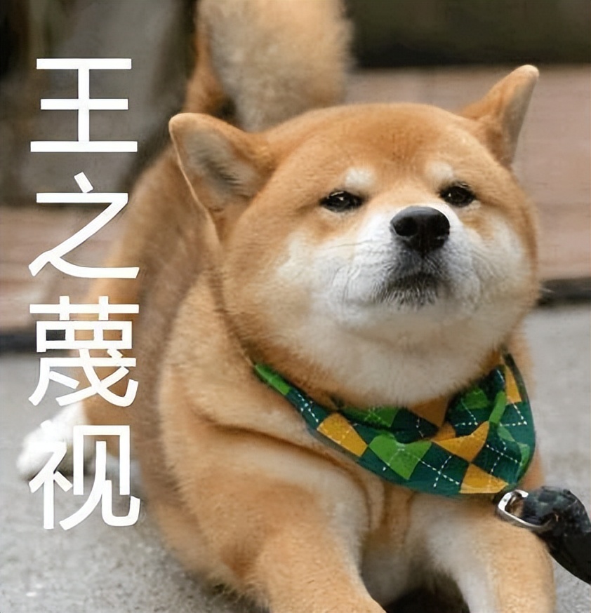 养一只柴犬好吗,柴犬可怕视频大全