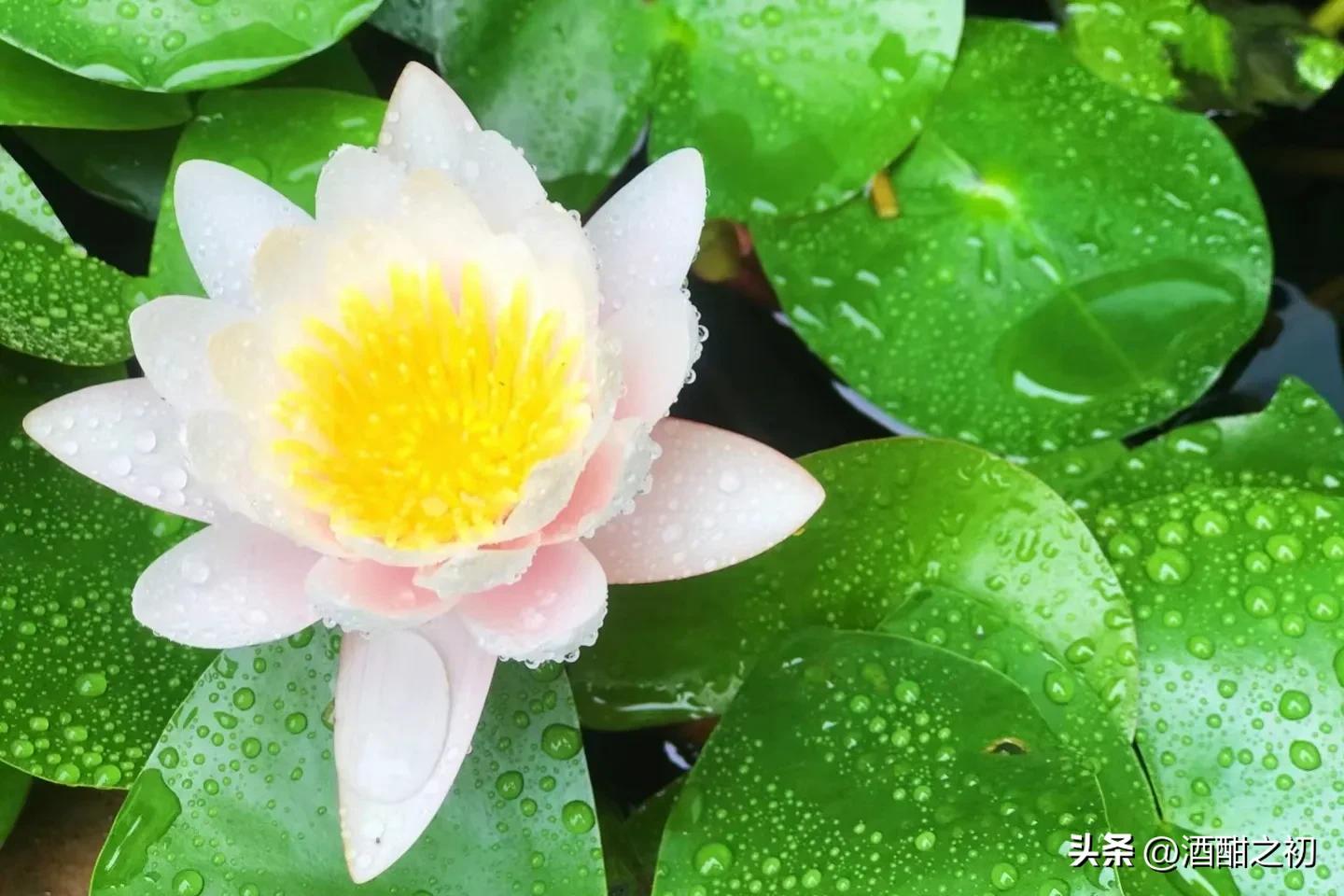 乡土小说：男欢女爱（十一）