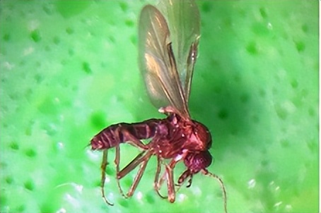 夏日带孩子户外活动当心这种虫,暑期带娃小心毒虫