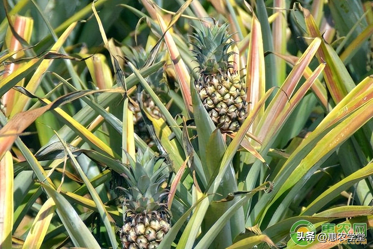 菠萝种植时间和方法视频全集,菠萝种植方法和用途