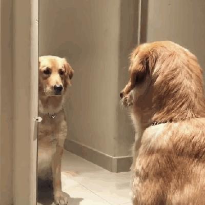 有一种狗很臭,狗狗身上很臭咋办