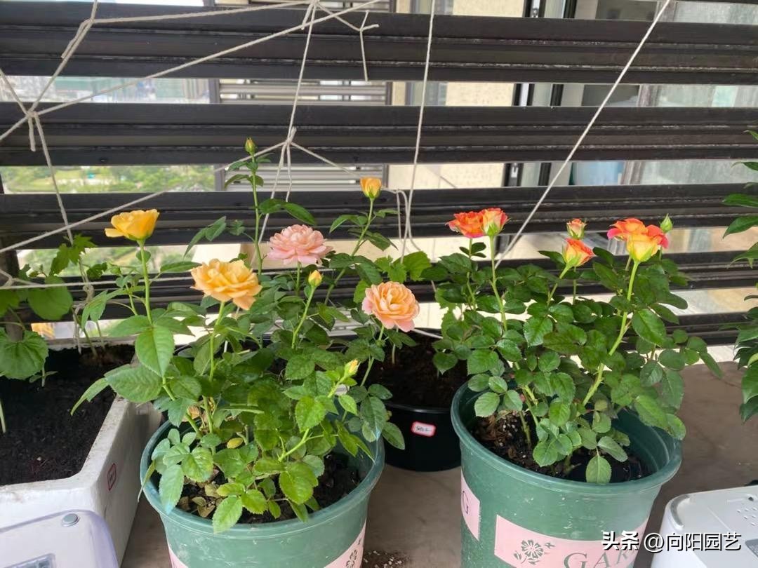 哪种进口泥炭土比较好,进口泥炭土大全