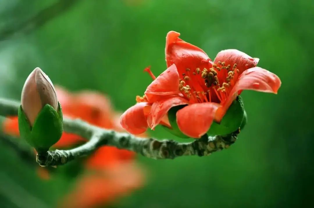 散文精选木棉花开,木棉花开散文朗诵
