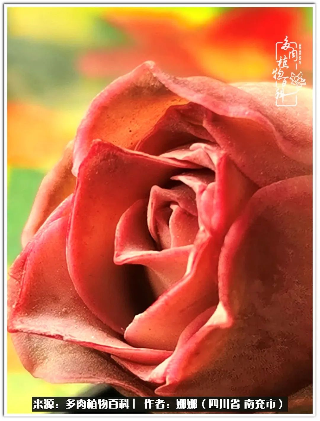 带刺的玫瑰阳台多肉,开花的玫瑰多肉