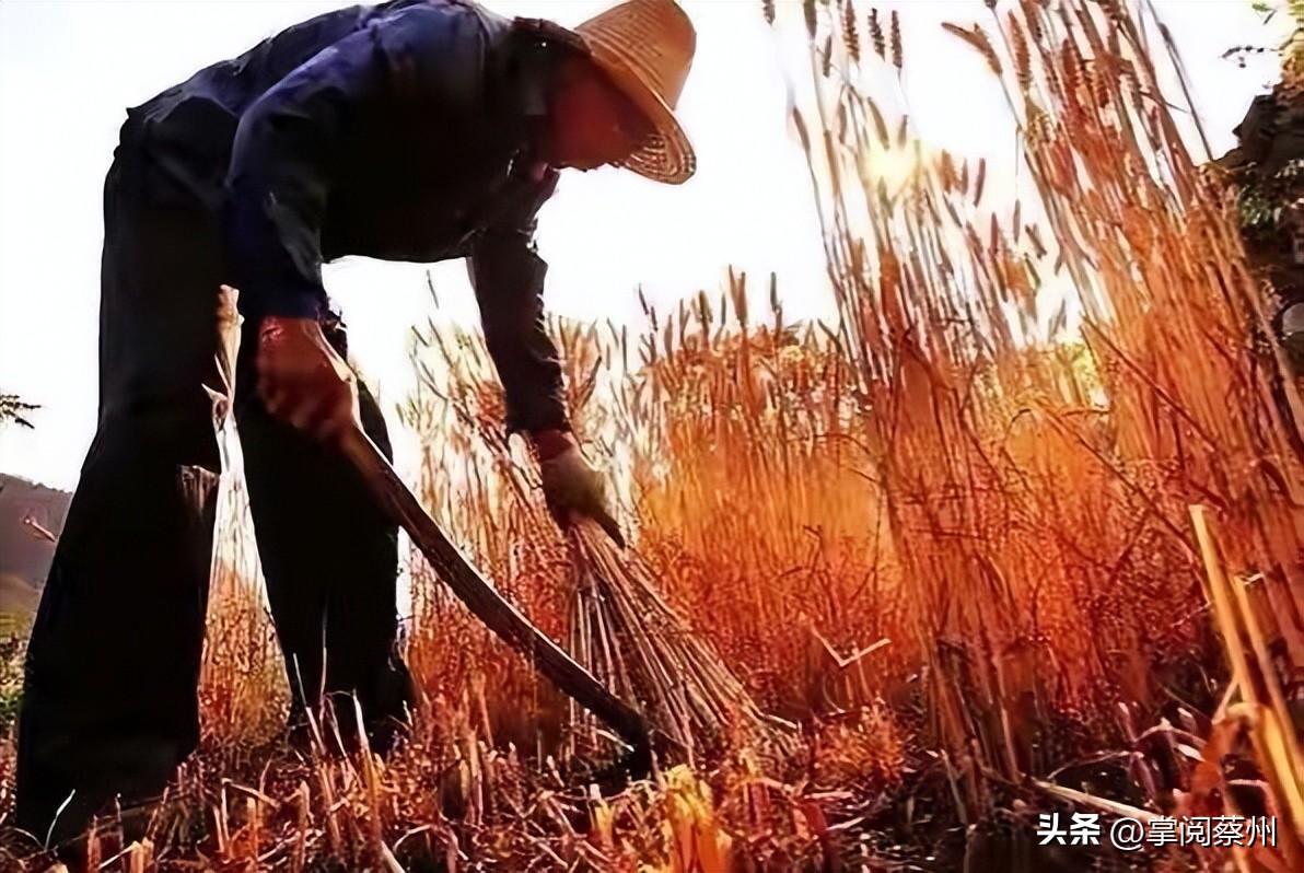 麦田里的守望者九歌,麦田里的守望者内蒙