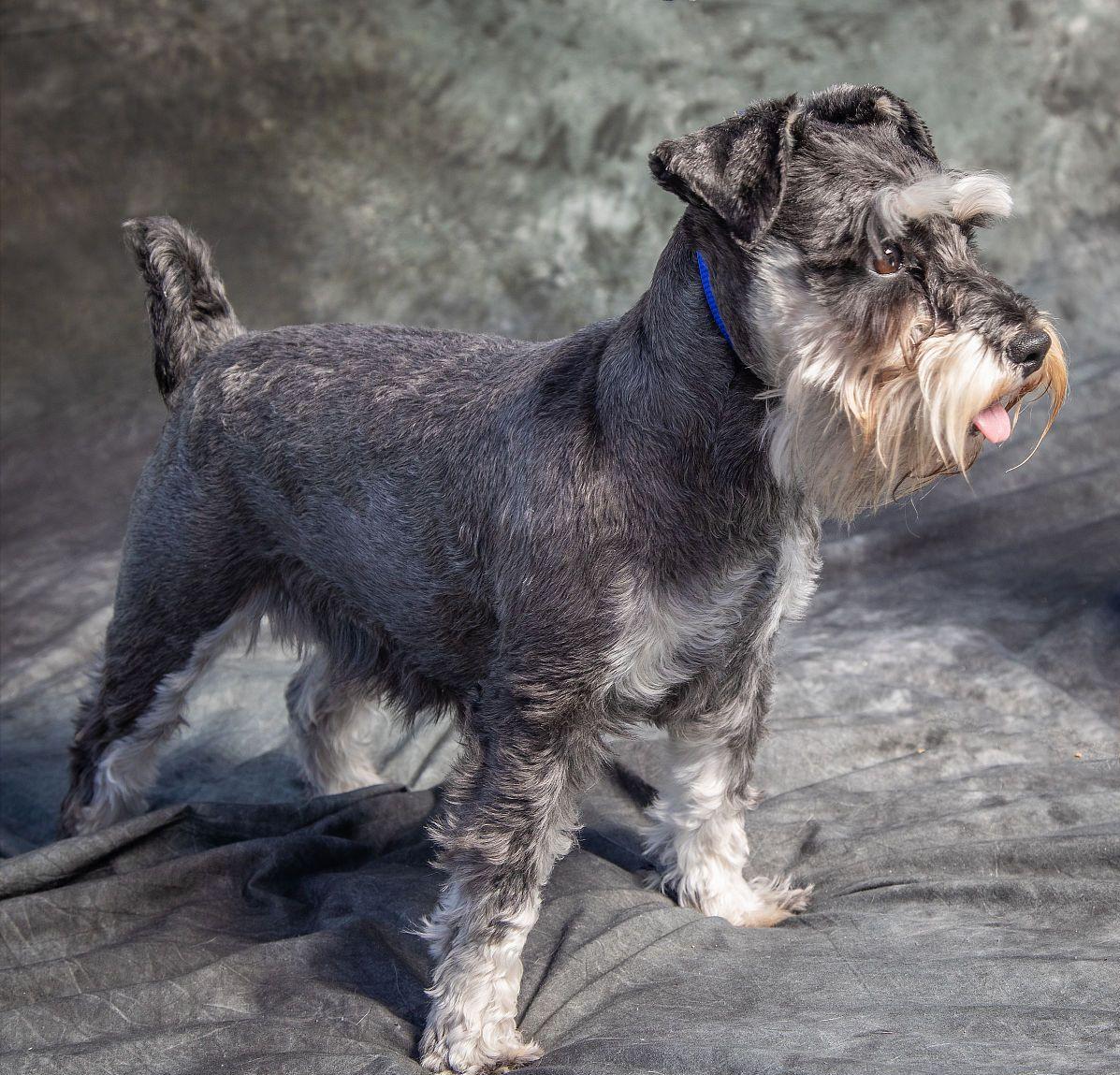 养狗首选这7种狗不贵又好养,新人养狗首选什么狗