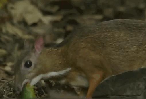 小鼷鹿：比兔子还小，下了水就不会动，云南为它修建专用大桥