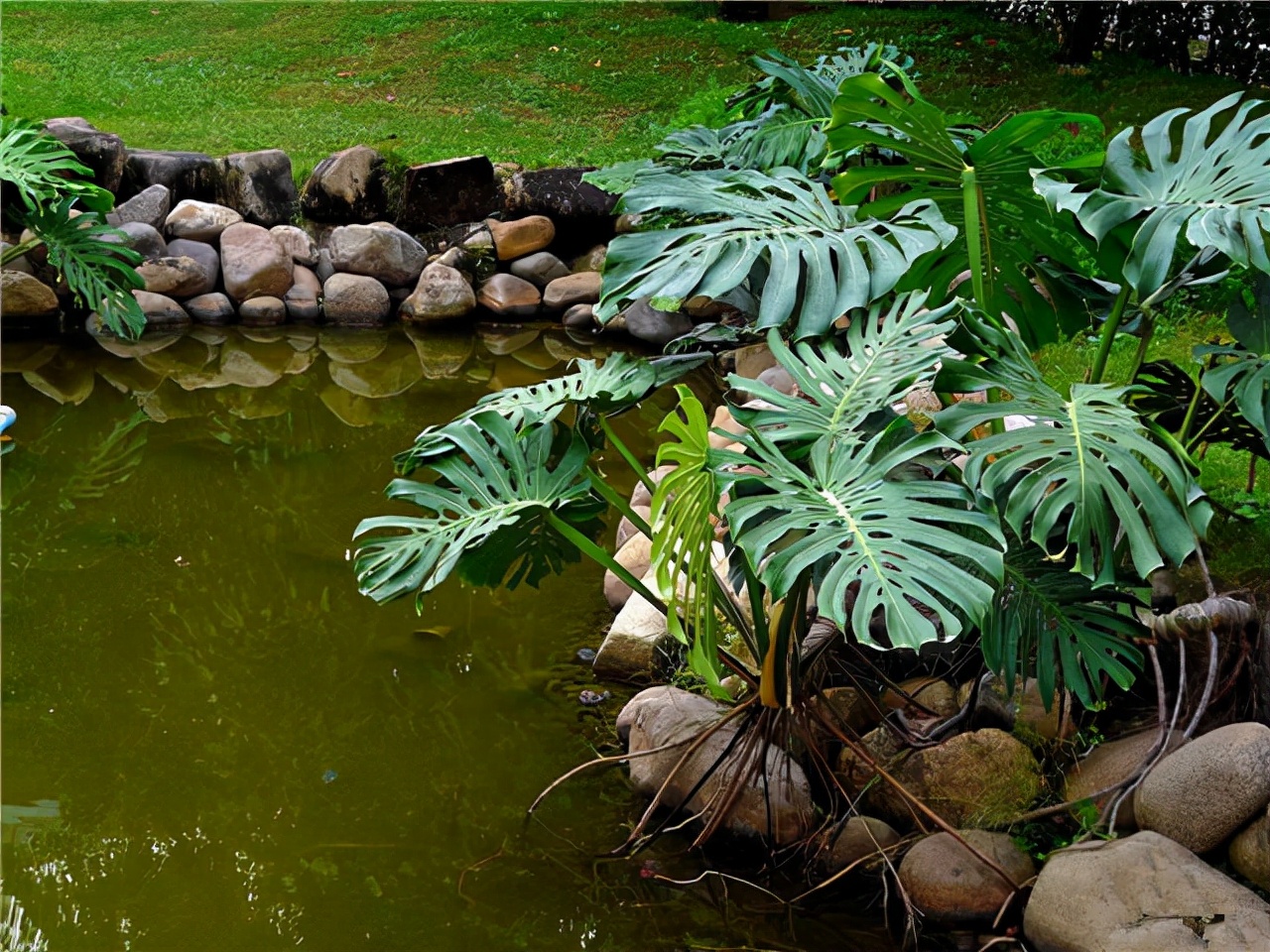 公园路边植物图片,路边的小植物有哪些