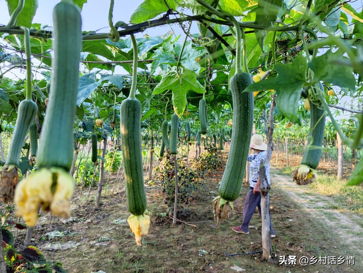 七叶瓜怎么种才结瓜多,8月瓜要怎么种才结得多