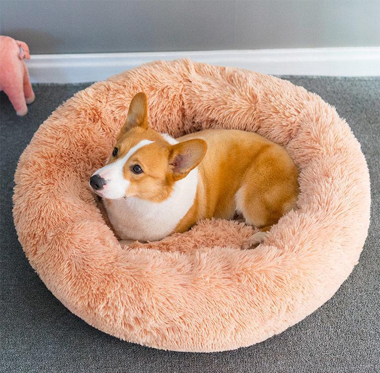 养柯基幼年需要注意的一些事项,养三个月幼崽柯基新手要注意什么