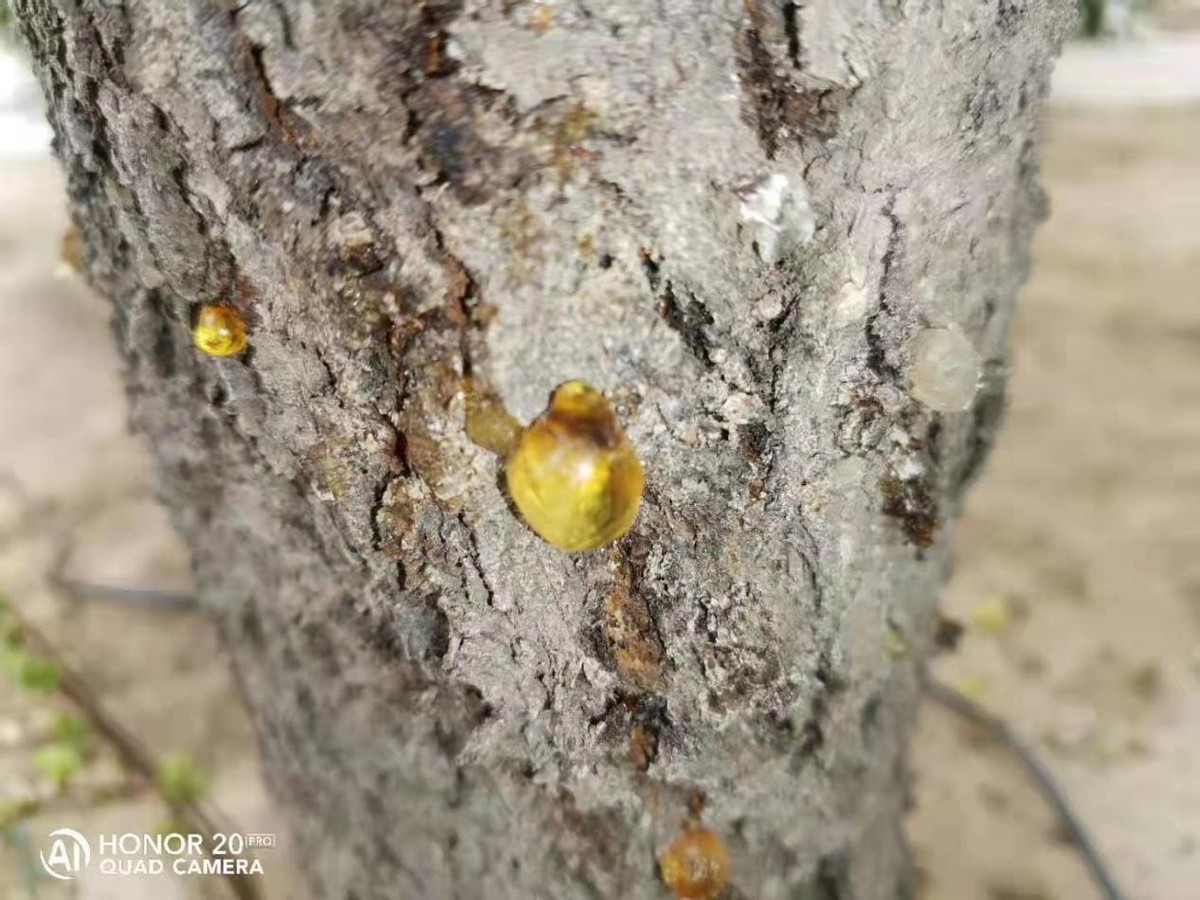 植物流胶病的防治方法,树木流胶病病因以及防治