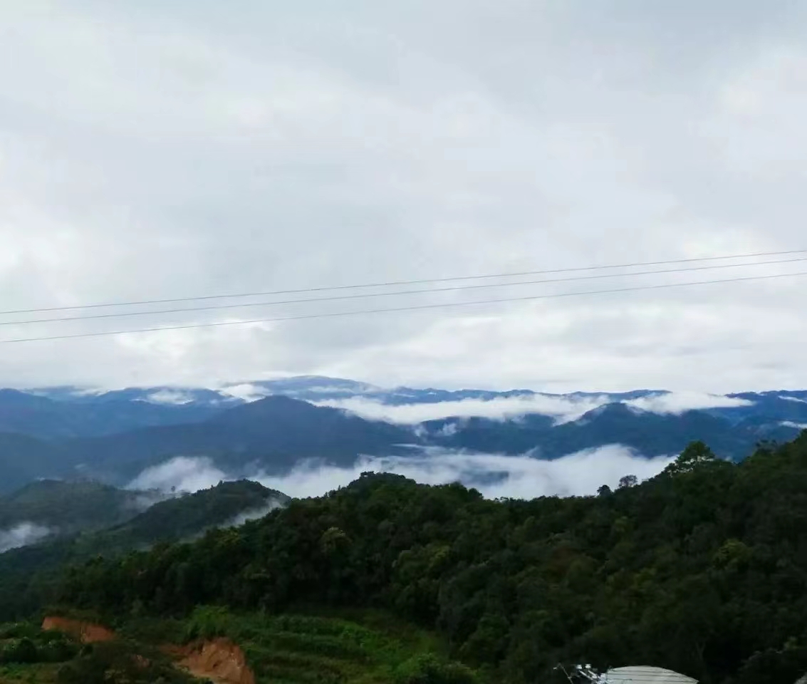 别把普洱茶当韭菜！不只是带货人，茶农、茶商、茶客也要共同维护