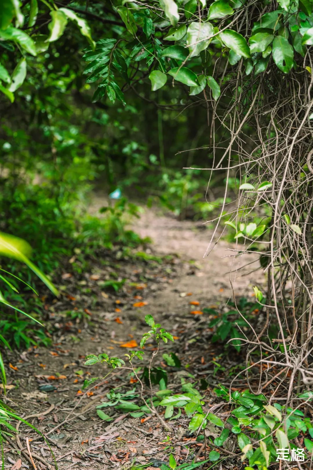 深圳比较危险的山,深圳很小众的山