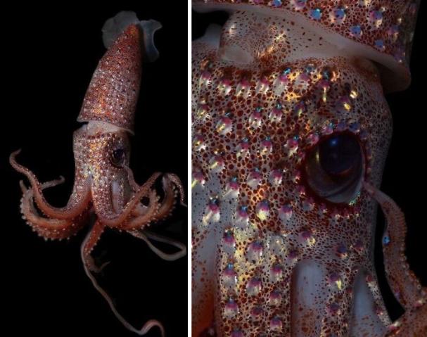 水下世界神秘视频,让人惊叹的水下视频