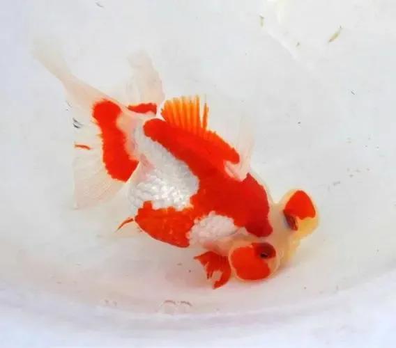 各种漂亮鱼的名称及图片,漂亮可爱的海水观赏鱼