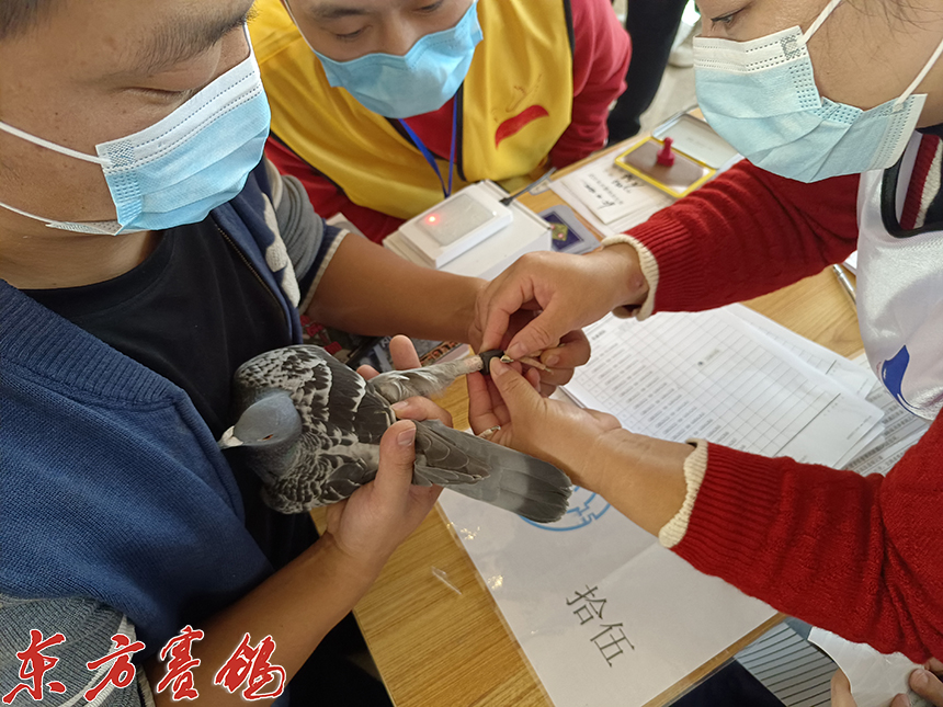 武汉福齐获奖鸽,2019武汉福齐国际集鸽名单