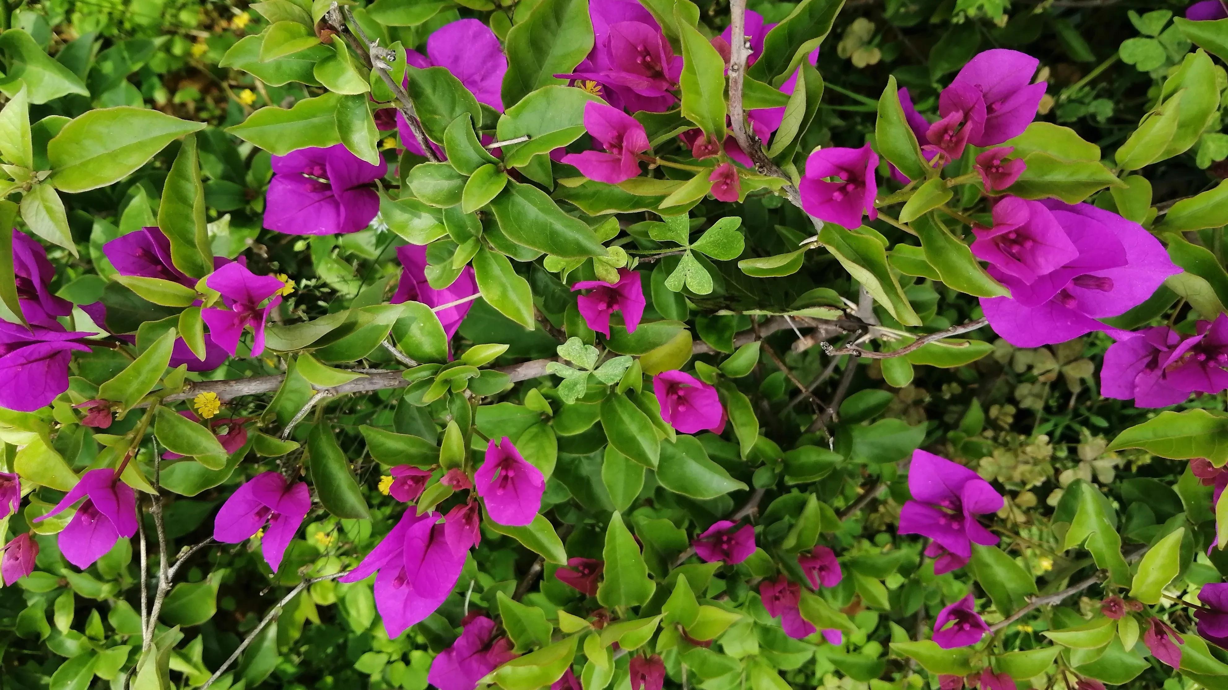 乳腺癌的姐妹们,乳腺癌的姐妹们你们忌口吗