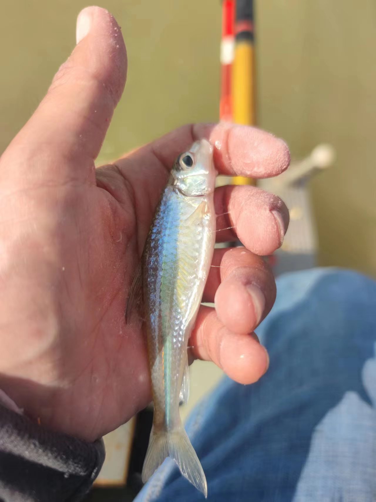 调平水钓两目有口不上鱼,小溪钓鱼有口不上钩咋回事