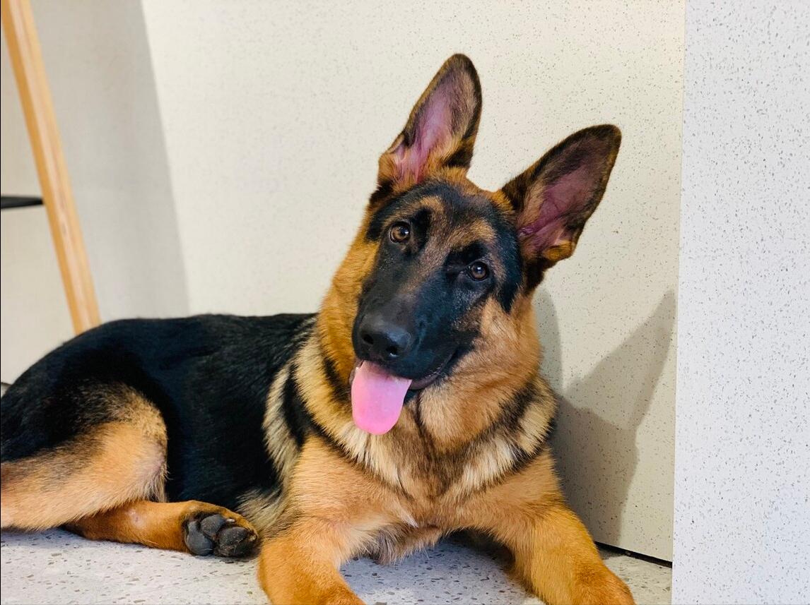 家里不建议养的十种狗,不适合家庭养的狗六种类型