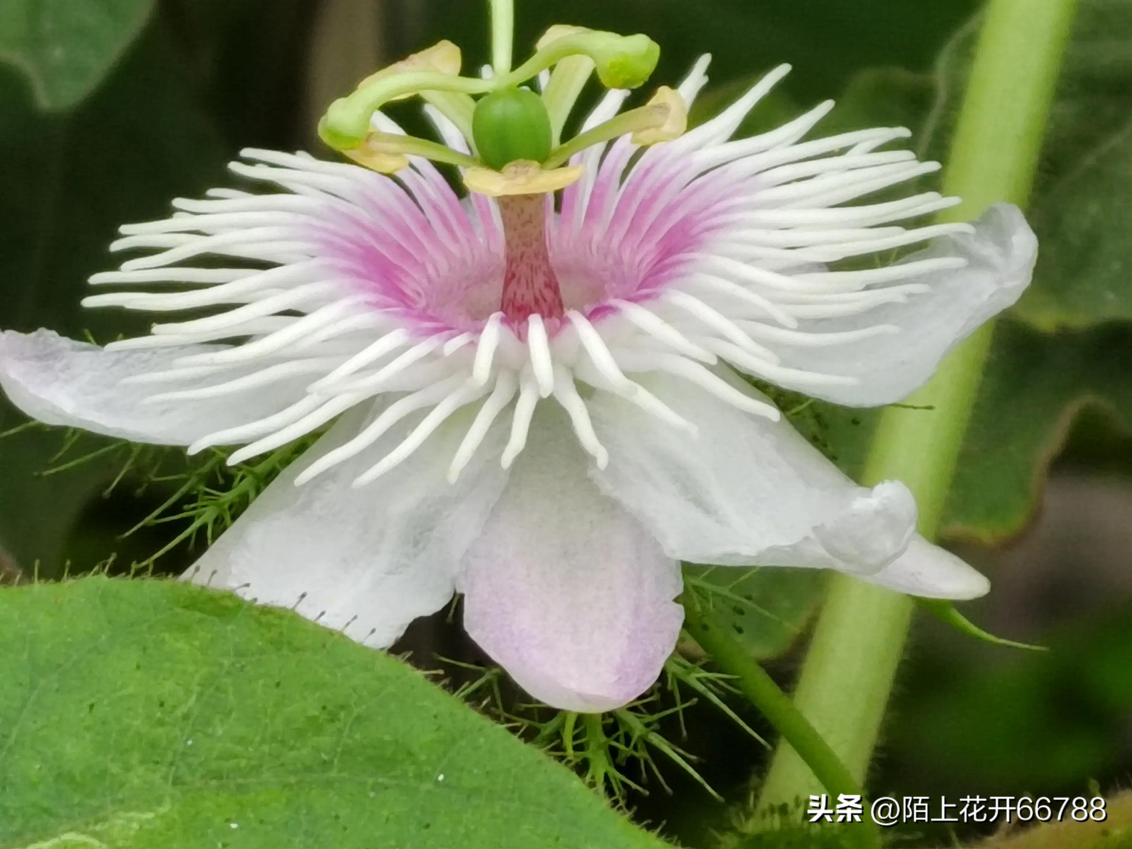 靠独特香味吸食昆虫的龙珠花精美绝伦,果实药用价值很高