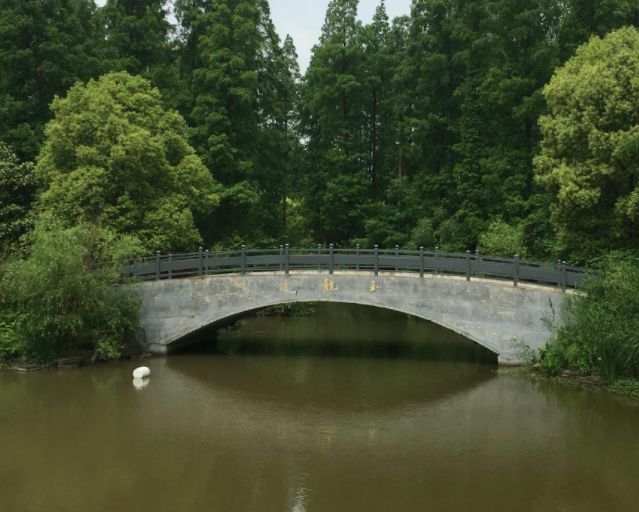 上海东平国家森林公园攻略一日游,上海崇明岛东平森林公园游览