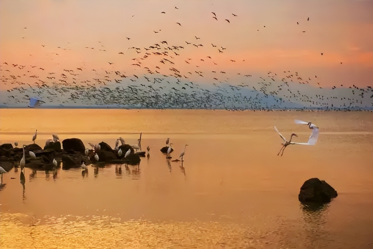 深圳最全红树林公园指南,深圳市最出名红树林湿地公园
