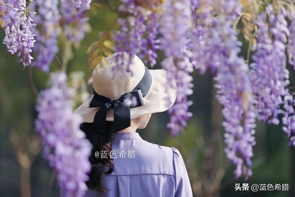 暮春时节紫藤花开,紫藤花开暮春到来