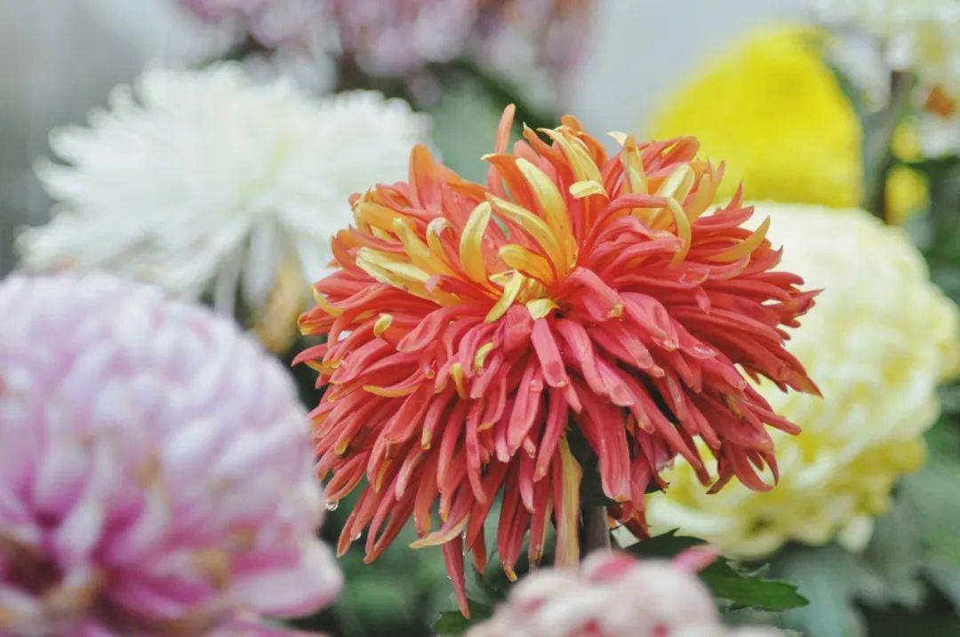 菊花丧葬,丧葬用的菊花是哪种