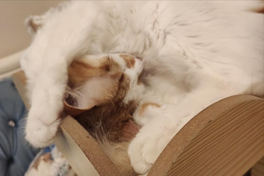 猫咪的胡子白了是什么原因,猫咪的胡子有什么作用吗