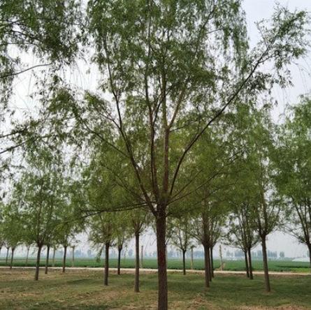 柳树七月份扦插育苗可以成活吗,柳树扦插育苗