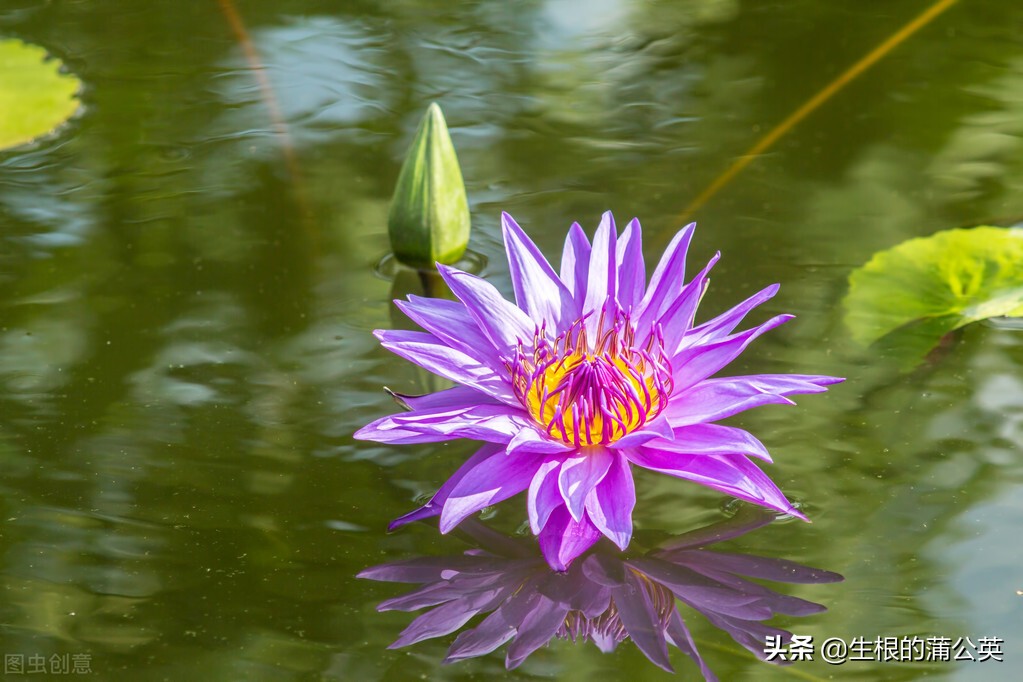 水生花卉栽培方法和技术,十种常见水生花卉