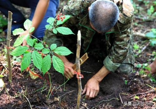 棒槌典故,棒槌是什么地方的方言