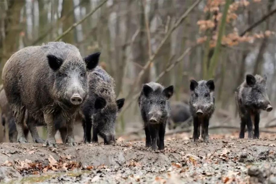 陕西省杀猪令,杀猪被罚款10万元官方报道