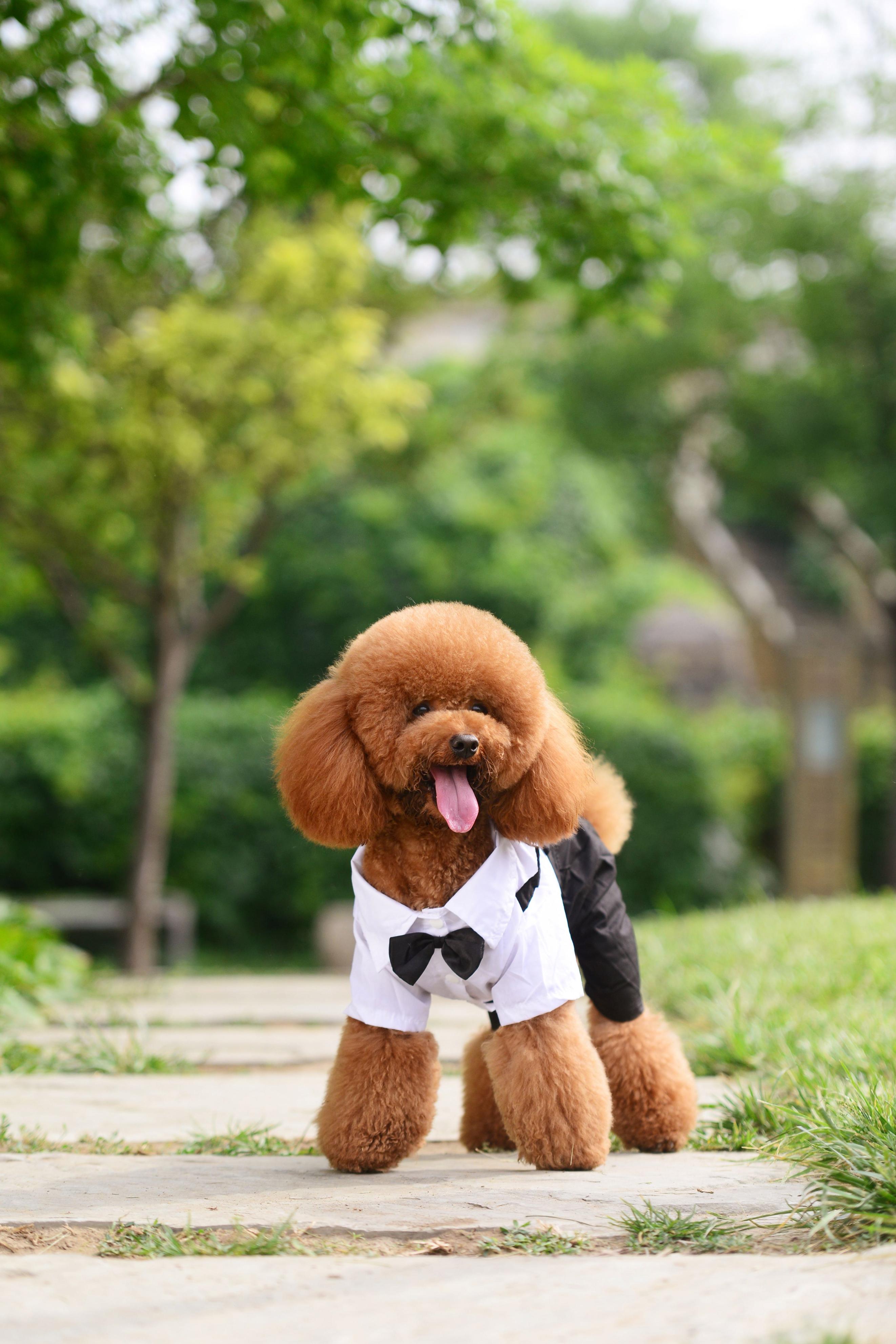 狗界五虎上将,盘点狗界6大“粘人精”