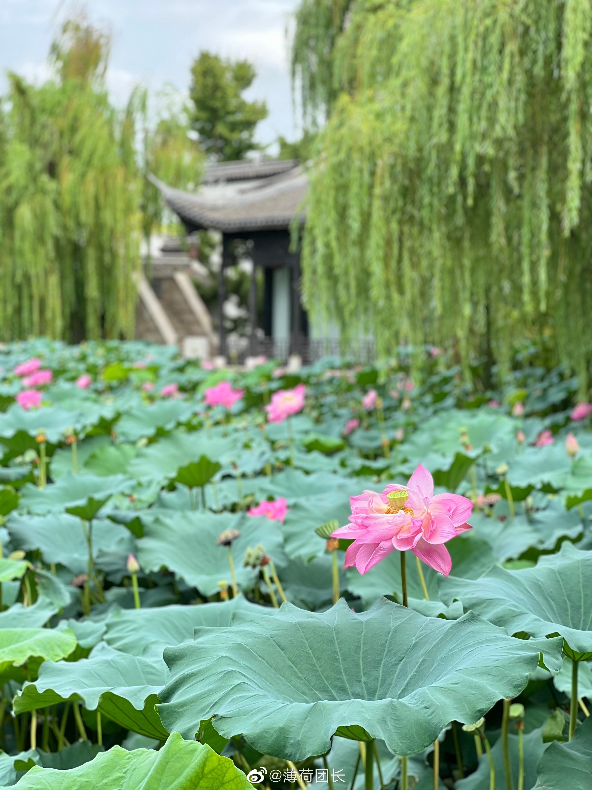 苏州园林之首拙政园一日游,苏州拙政园一日游