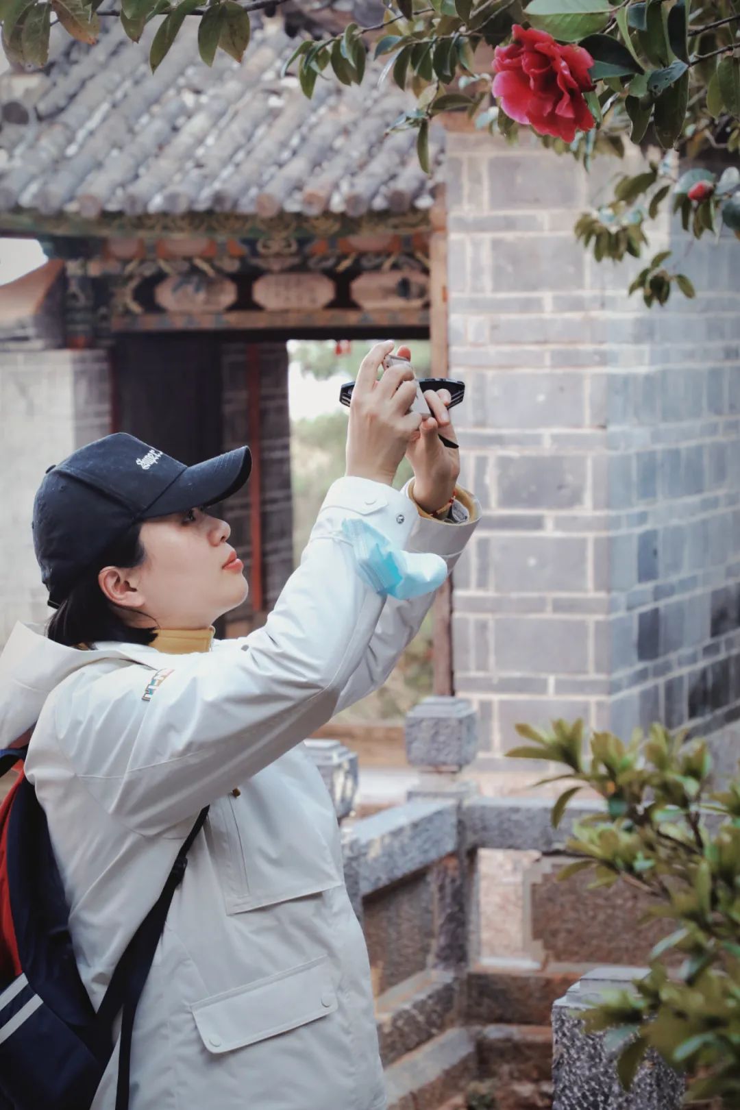 玉峰寺茶花,昆明金殿看茶花