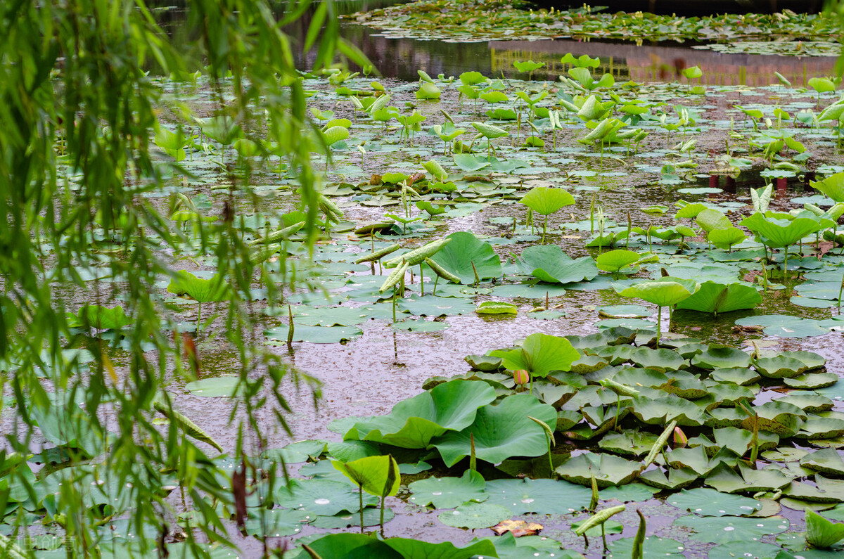 描写夏天的成语四字成语,描写夏天的成语和优美句子