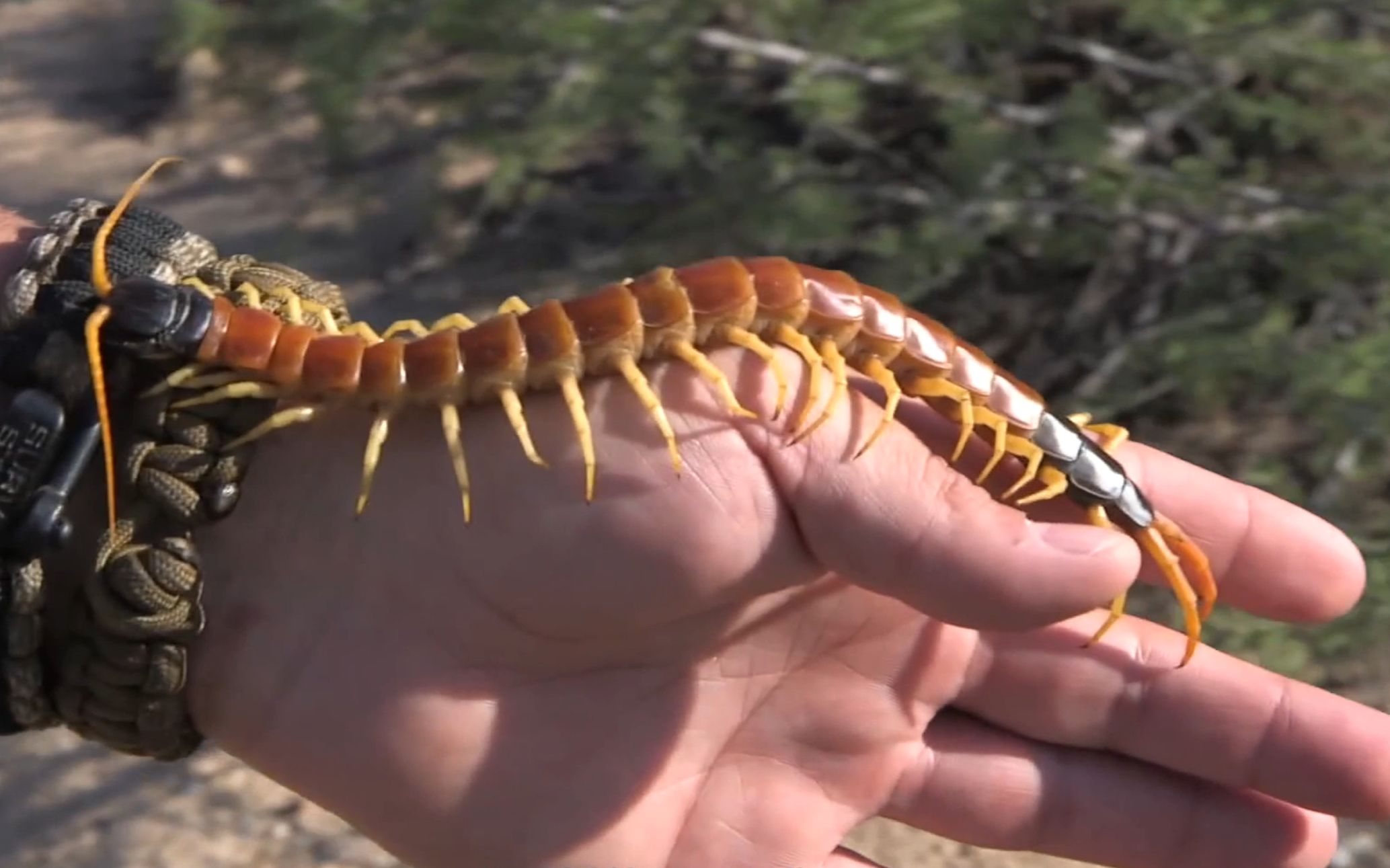 让人避而远之的蜈蚣，为啥害怕鸡？为啥鸡吃了蜈蚣，不会被毒死？
