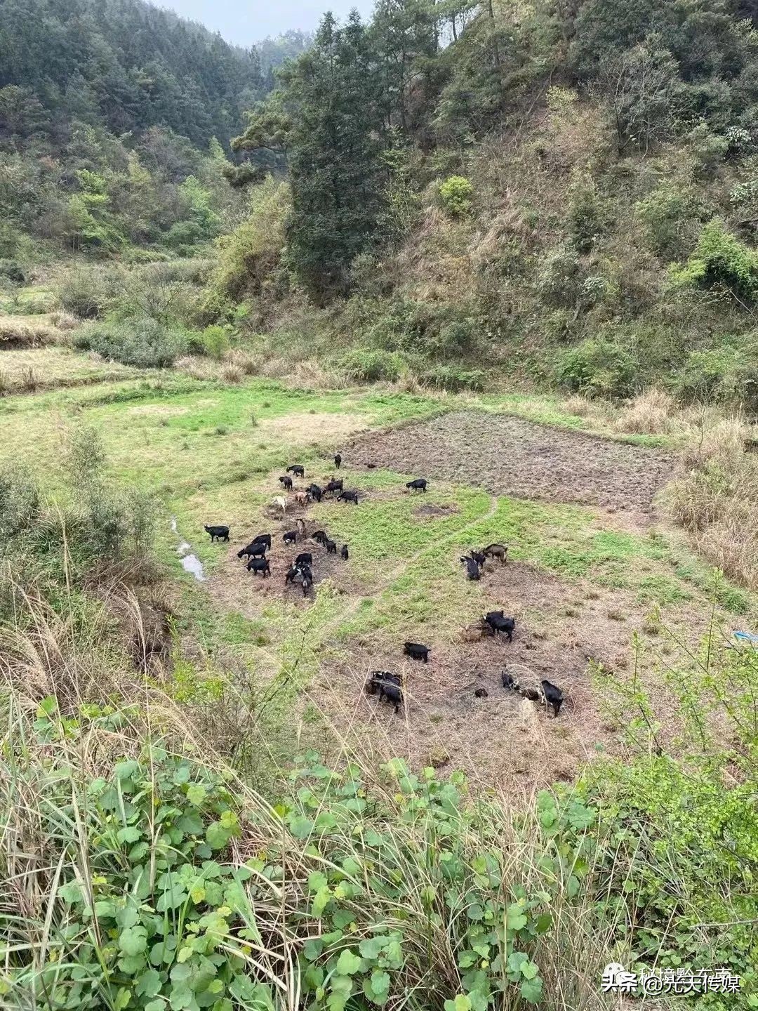 贵州90后回乡特色创业种植,黔东南州90后大学生返乡创业