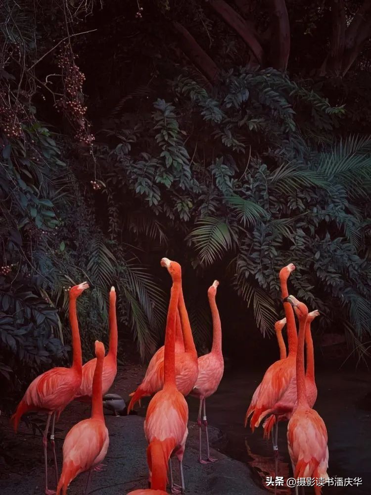 2020ippa摄影大赛获奖作品,ippa手机摄影大赛金奖