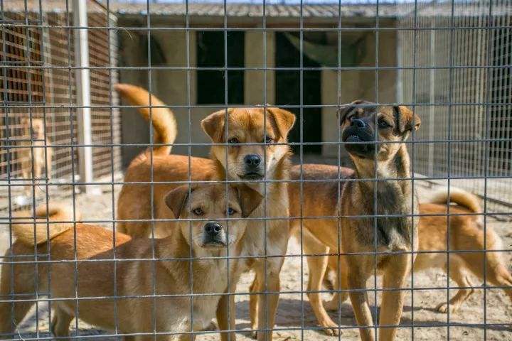 领养狗狗领什么狗最好 (领养和购买宠物狗的区别)