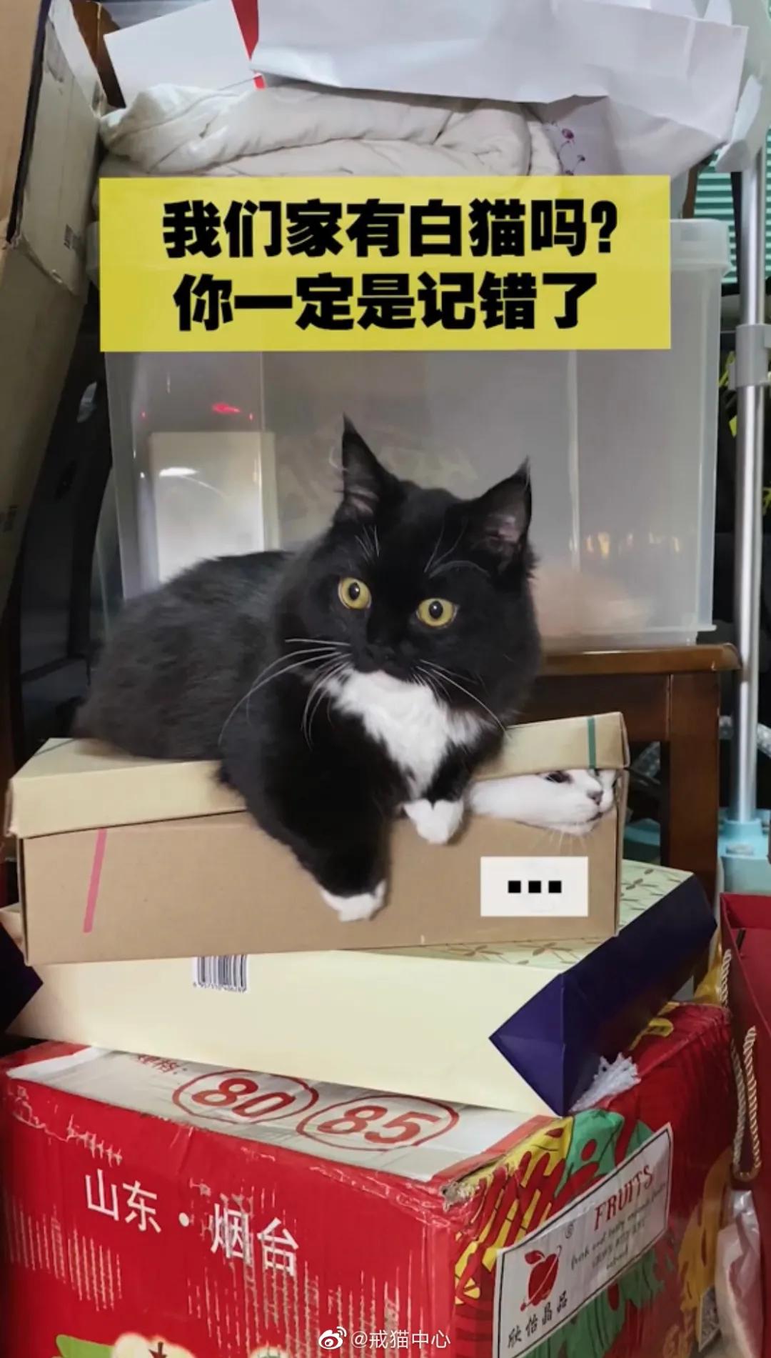 家庭监控下的一幕真实视频完整版,家庭监控下的真实一幕