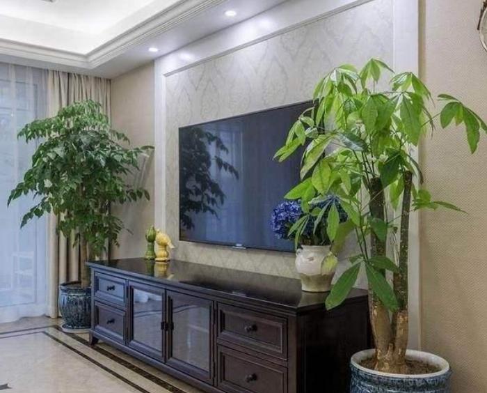 “客厅养树，十有九富”！老祖宗留下的“规矩”，说的太有道理了