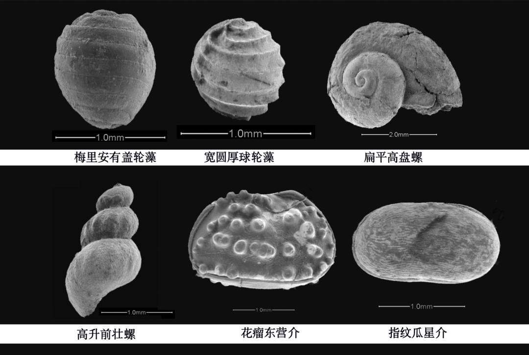 你车里的油和它们有关！探秘石化版“三星堆”宝藏