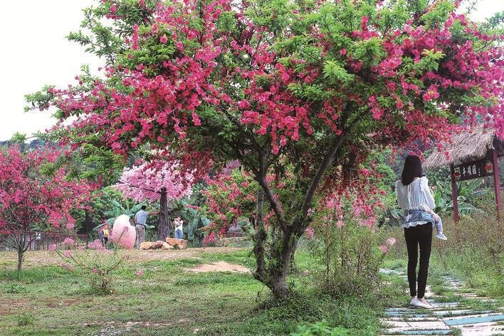 惠州免费春游踏青最佳去处,惠州周边踏青一日游