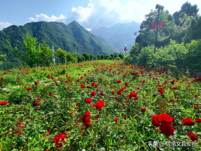 五一想去玩哪也没去,文县旅游一日游