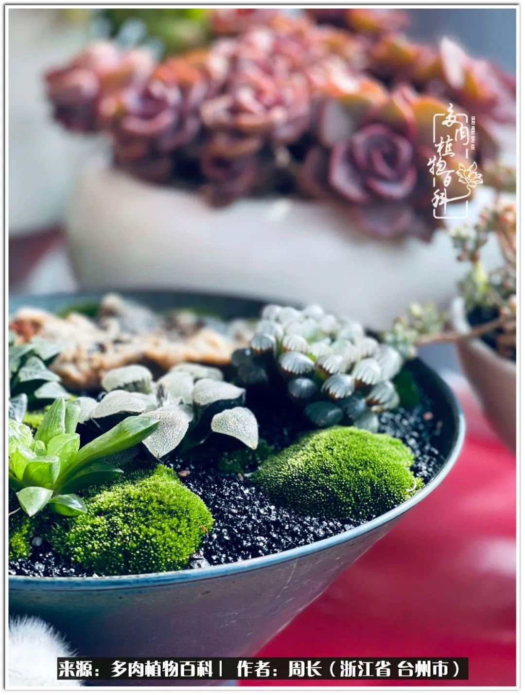 云南树脂粘土多肉组合拼盘创意,多肉拼盘的五个要点是什么