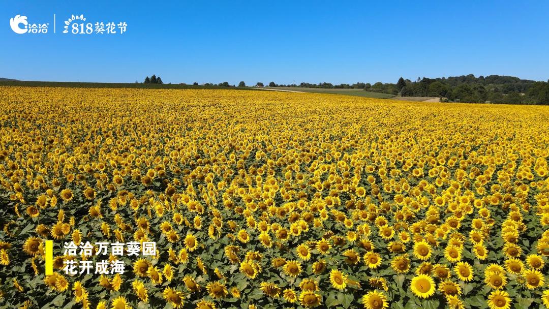 洽洽坚果小黄袋和进化论,洽洽食品是好生意吗